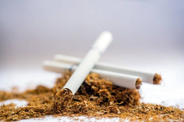 Close up view of filtered cigarettes stacked on tobacco